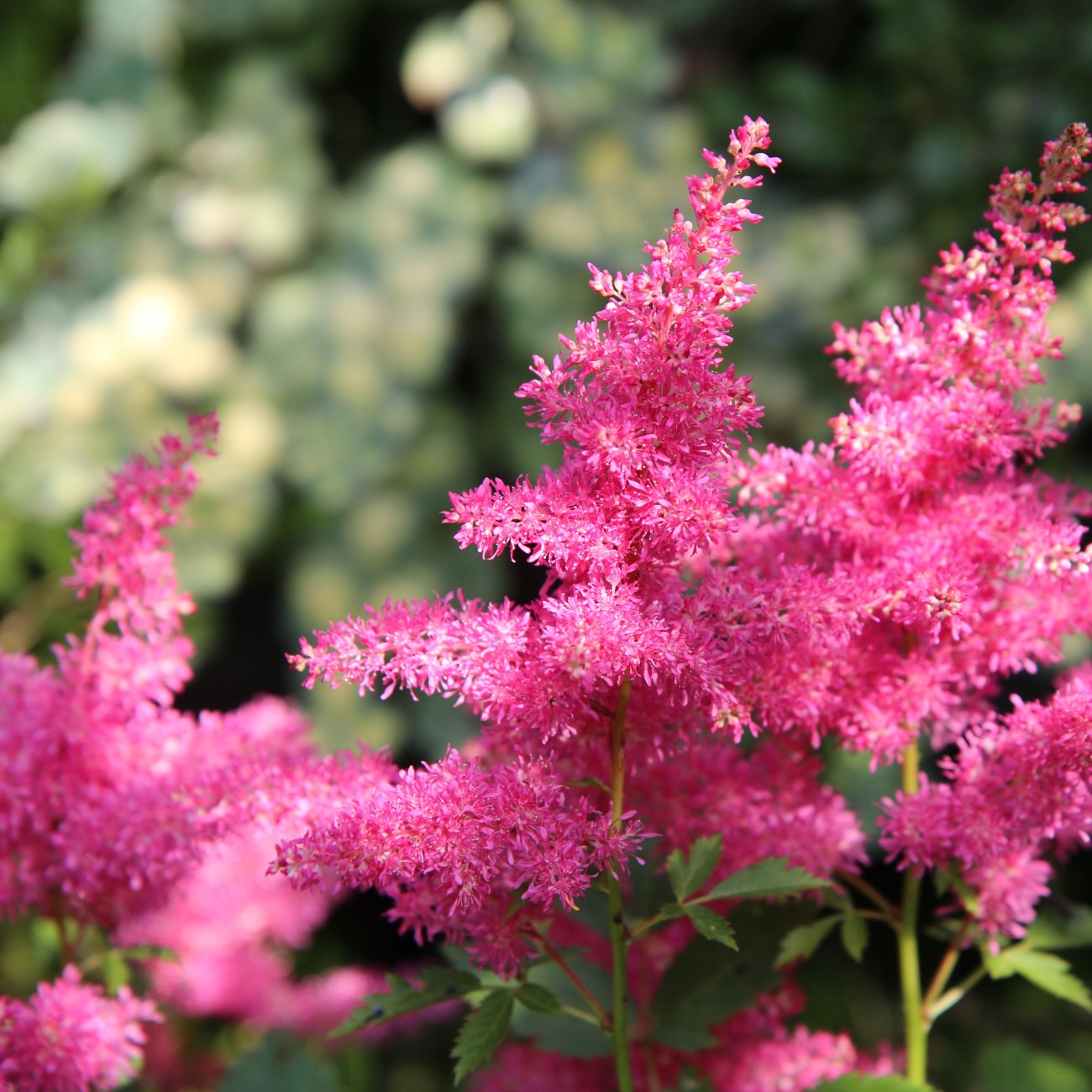 Obrázok Astilba Arendsova (Astilbe arendsii) ‘MAGGIE DALEY’ - kont. C2L
